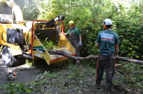 tree services Eastborough